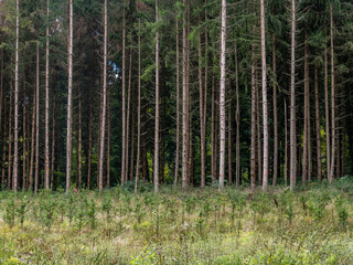 Obraz premium Neubepflanzung im Nadelwald