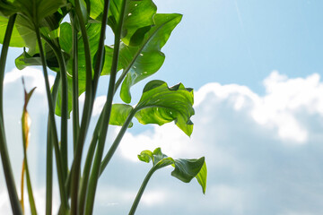 Obraz premium Close up photo of long green leaves against a blue sky with white clouds. The concept of growing flowers