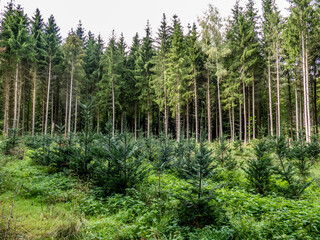 Neubepflanzung im Nadelwald