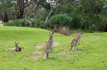 Naklejka na ściany i meble Three Kangaroo - Victoria, Australia