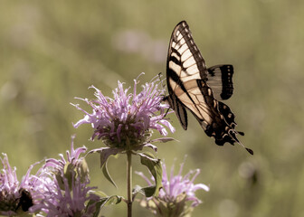 Butterfly on a flower