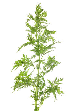 Artemisia Annua Plant