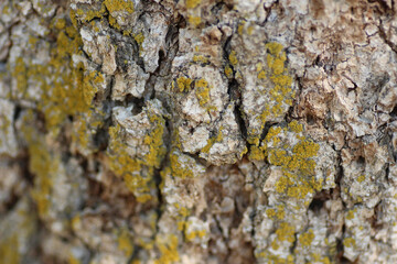 Lichen on Bark