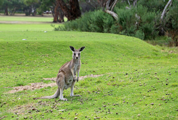 Naklejka na ściany i meble Young female Kangaroo - Victoria, Australia
