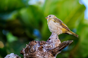 Canary