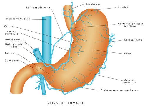 Veins of stomach. Stomach - Blood supply & venous drainage of stomach. Short gastric vein. Veins drain into portal circulation. Structure and function of Stomach Anatomy system