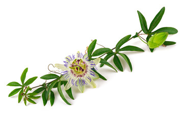 Fototapeta na wymiar Passiflora branch with flower