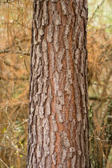 detail Old Tree Texture