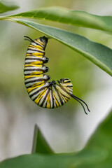 Monarch Caterpillar Anchoring on Vitex Leaf In J Formation Before Forming Its Chrysalis