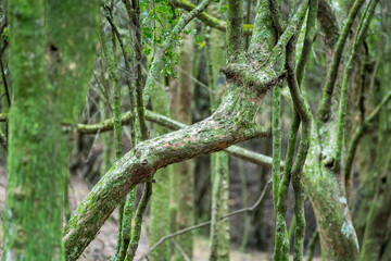 detail Old Tree Texture