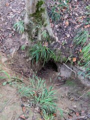 Eingang zum Dachsbau