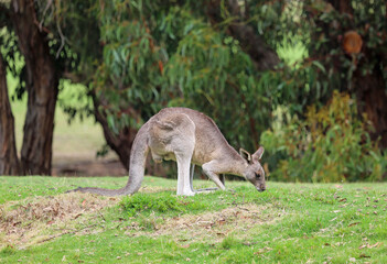 Gray Kangaroo grazing - Victoria, Australia