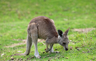 Naklejka na ściany i meble Young Kangaroo - Victoria, Australia