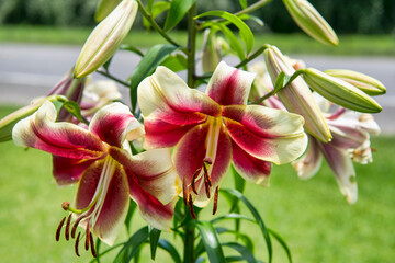 Vibrant Oriental Tree Lilies Blooming in Profusion in Louisiana Summer Garden