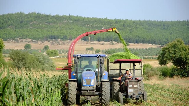 Harvesting by machine for corn silage used in animal feeding