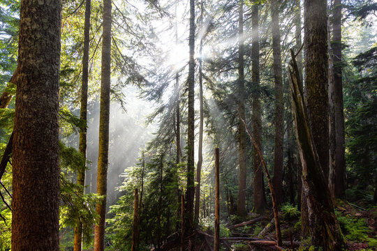 Dreamy View of the Sunrays in a Rainforest during a sunny and foggy day. Taken in Cypress Provincial Park, West Vancouver, British Columbia, Canada. Nature Background © edb3_16