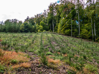 Obraz premium Wiederaufforstung durch Neubepflanzung im Mischwald