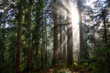 Dreamy View of the Sunrays in a Rainforest during a sunny and foggy day. Taken in Cypress Provincial Park, West Vancouver, British Columbia, Canada. Nature Background