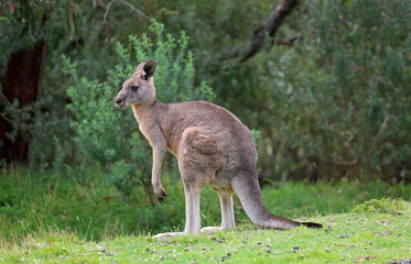 Kangaroo silhouette - Victoria, Australia