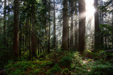 Dreamy View of the Sunrays in a Rainforest during a sunny and foggy day. Taken in Cypress...