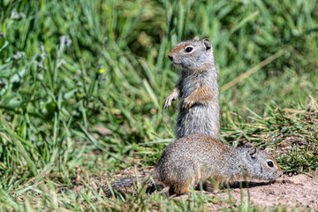 Naklejka na ściany i meble Young Uinta Ground Squirrel (Urocitellus armatus) Standing Guard, Grand Teton National Park