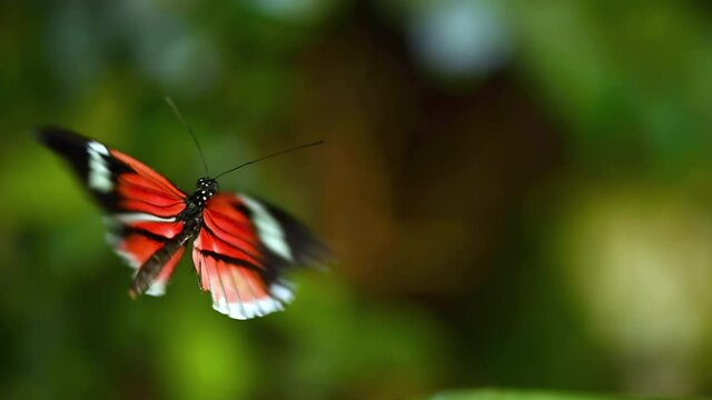 Tropical exotic butterfly Heliconius Erato in jungle rainforest flying on green leaves, macro close up. Spring paradise, lush foliage natural background, defocused greenery in the woods . 