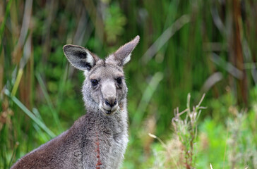 Fototapeta premium Kangaroo portrait - Victoria, Australia