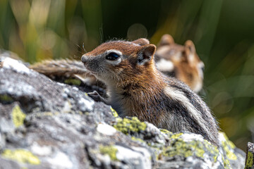 Young Golden-mantled Ground Squirrel (Callospermophilus lateralis), Grand Teton National Park