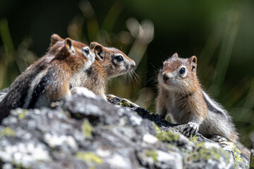 Young Golden-mantled Ground Squirrel (Callospermophilus lateralis), Grand Teton National Park - obrazy, fototapety, plakaty