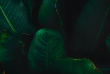 Top view leaf background.Green leaves color tone dark in the morning.Tropical Plant in Thailand,environment,good air.photo concept nature and plant.