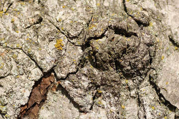 Macro Lichen on Bark