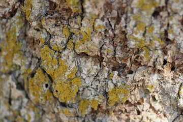 Macro of Lichen on Bark
