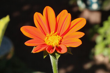 Orange and Yellow Wildflower