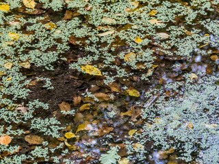 Tümpel im Wald
