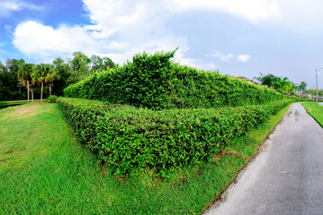 Naklejka premium Green Ivy Wall and blue sky