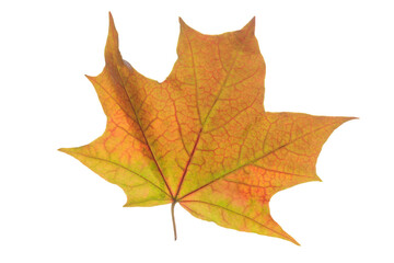 Bright, yellow autumn maple leaf on a white background. Horizontal photo, isolated, close-up. The idea is a template for design.