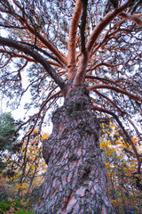 Fototapeta premium PINO SILVESTRE - SCOTS PINE (Pinus sylvestris), Parque Natural 'Laguna Negra y Circos Glaciares de Urbión', Soria province, Castilla y Leon, Spain, Europe