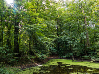 Obraz premium Tümpel im Wald