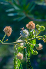 Flowers and plants in a garden, Turkey