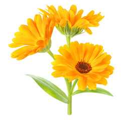 Calendula officinalis (marigold) plant with flowers and leaves isolated on white background