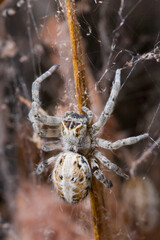 Spider, Etosha Pan, Etosha National Park, Namibia