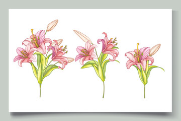 beautiful hand drawn lily flowers illustration