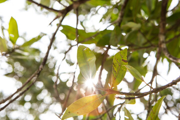 flare, the sun behind the leaf