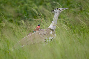 Kori Bustard, Chobe National Park, Botswana