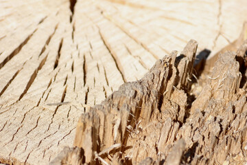 Splintered Tree