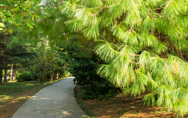 Pinus patula. Pinus strobus pine with a weeping crown.