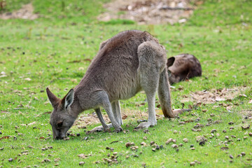 Kangaroo grazing - Victoria, Australia