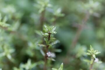 Leaves of swamp stonecrop plants, Crassula helmsii