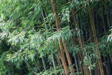 Leaves and steams of moso bamboo, Phyllostachys edulis