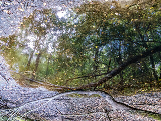 Tümpel im Wald